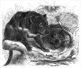 The Ursine Dasyure, or Tasmanian Devil (Dasyurus ursinus), 1861. Creator: Unknown.