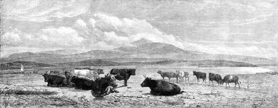 Cattle on the Sands, near Port Madoc, North Wales, by H. B. Willis, in Mr. Flatou's..., 1861. Creator: Unknown.