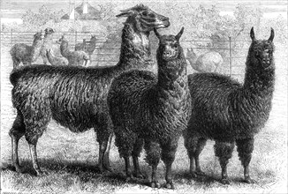 Mr. Ledger's alpacas and llamas at Sophienburg, the seat of Mr. Atkinson, New South Wales, 1861. Creator: Pearson.
