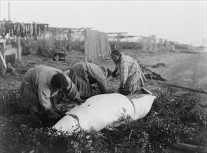 Cutting up a beluga-Kotzebue, c1929. Creator: Edward Sheriff Curtis.