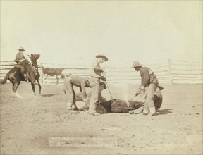 Branding calves on roundup, 1888. Creator: John C. H. Grabill.