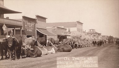 Ox teams at Sturgis, DT [ie Dakota Territory], between 1887 and 1892. Creator: John C. H. Grabill.