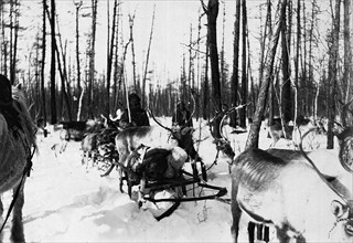 Carriage of goods by reindeer, 1890. Creator: Unknown.