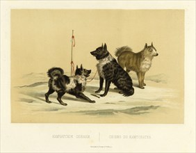 Kamchatka Dogs, 1856. Creator: Ivan Dem'ianovich Bulychev.