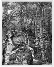 View of the Interior of Luzon Island, Philippine Islands, 19th century. Creators: Alexander Postels, Godefroy Engelmann.