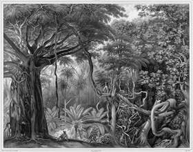 View Taken in the Forests of Guam Island, Mariana Islands, 19th century. Creators: Alexander Postels, Alexis Victor Joly.