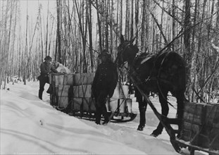 Taking a government load to Copper Center, between c1900 and 1927. Creator: Hunt, Phinney S..