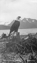 Bald eagle, between c1900 and c1930. Creator: S Sexton.