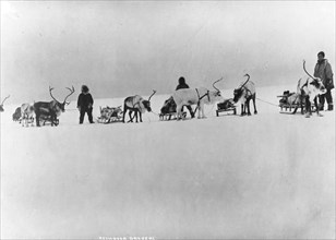 Reindeer, sleds and drivers, between c1900 and 1927. Creator: Unknown.
