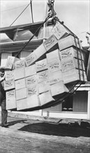 Loading boxes of salmon Petersburg, between c1900 and c1930. Creator: Unknown.