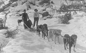 Dog sled team, between c1900 and c1930. Creator: Unknown.