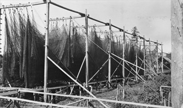 Drying nets, between c1900 and c1930. Creator: Unknown.