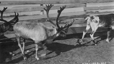 Pastolik reindeer herd in corral, between c1900 and c1930. Creator: Unknown.
