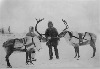Tame reindeer, between c1900 and c1930. Creator: Unknown.