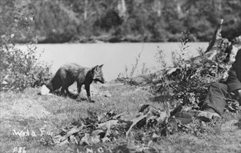Wild fox, between c1900 and c1930. Creator: Unknown.