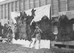 Skins of animals killed on Show River [i.e. Snow River] on line of A.C.R.R., 1906. Creator: Unknown.