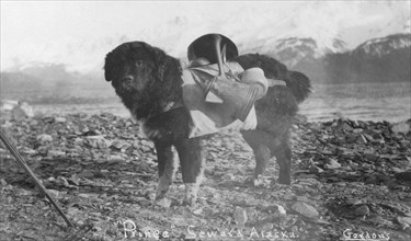 Prince, an Alaskan dog, carrying utensils on his back, between c1900 and c1930. Creator: Unknown.
