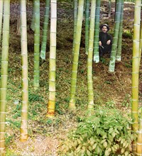 Moozo bamboo, Chakva, between 1905 and 1915. Creator: Sergey Mikhaylovich Prokudin-Gorsky.