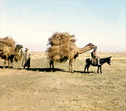 Camel caravan carrying thorns for fodder, Golodnaia Steppe, between 1905 and 1915. Creator: Sergey Mikhaylovich Prokudin-Gorsky.
