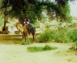 Man on camel, buildings in background, between 1905 and 1915. Creator: Sergey Mikhaylovich Prokudin-Gorsky.