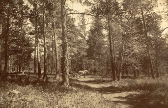 Pine Forest Near Karkaralinskaya Station, 1909. Creator: Nikolai Georgievich Katanaev.