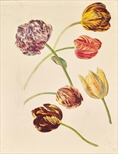 Tulips, around 1840/1850. Creator: Leopold von Stoll.