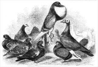 Prize Pigeons at the recent show of the Halifax Fancy Pigeon Association, 1862. Creator: Harrison Weir.