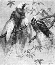 Birds of Paradise in the Zoological Society's Gardens, Regent's Park, 1862. Creator: Friedrich Wilhelm Keyl.