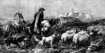 Tired Sheep - Glen Spean, Scotland, by R. Ansdell, from the exhibition of the Royal Academy, 1862. Creator: W Thomas.