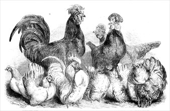 Crevecoeur fowls and Japanese bantams...at the Crystal Palace, 1862. Creator: Harrison Weir.