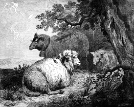 Sheep, by Morland, in the International Exhibition, 1862. Creator: W Thomas.