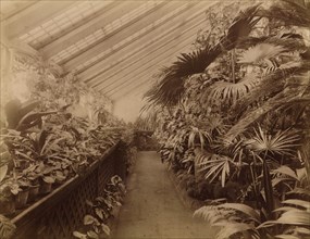 Interior of the Orangery; Tropical Section, 1890. Creator: Unknown.