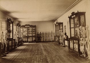Part of the anatomical museum, 1890. Creator: Unknown.