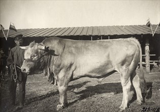 Cattle breeding Podkovyrov, 1911. Creator: A. A. Antonov.