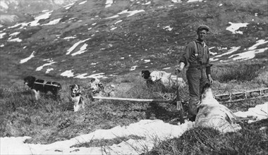 Caribou shot on the north side of Mt. McKinley and dog team ready to haul the meat to camp, 1912. Creator: Browne, Belmore.