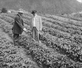 Strawberry plants on government farm, 1916. Creator: Curtis & Miller.