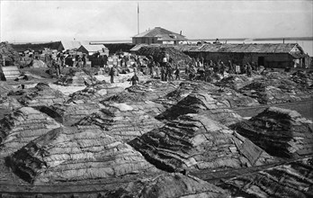 Fish salted using the dry Japanese method, folded into piles, 1910-1929. Creator: Ivan Emelianovich Larin.