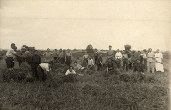 Jewish Pedagogical College and Agricultural School - At field work/Harvest, Minsk, 1922-1923. Creator: Unknown.