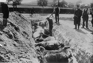 Burying horses, Battlefield of Haelen, 1914. Creator: Bain News Service.