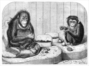 The chimpanzee and the ourang-outang at the Zoological Society's Gardens, Regent's Park, 1864. Creator: Pearson.
