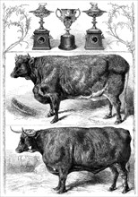 The Smithfield Club Show: prize cattle and cups, 1862. Creator: Harrison Weir.