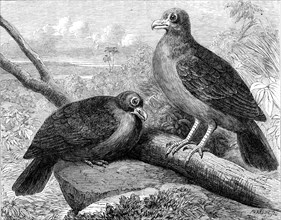 Rare birds From Navigators’ Islands: the Didunculus strigirostris, 1864. Creator: Pearson.