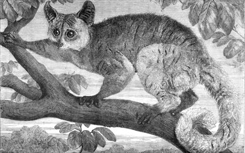 The Galago, brought by Dr. Livingstone from South Africa for the Zoological Society's..., 1864. Creator: Pearson.