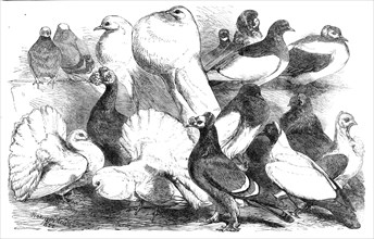 Prize pigeons at the show of the Philo-Peristeron Society, recently held in Freemasons' Hall, 1864. Creator: Unknown.