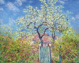 Poirier en Fleurs (Pear Tree in Blossom), 1885. Creator: Monet, Claude (1840-1926).