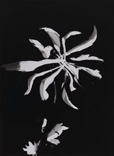 Flower photogram, 1926. Creator: Moholy-Nagy, Laszlo (1895-1946).