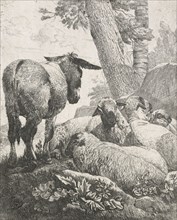Sheep, goats and cows series: Donkey and sheep, 1668-1670. Creator: Johann Heinrich Roos.