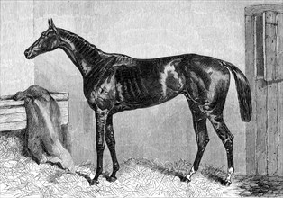 Ascot Races: Scottish Chief, winner of the Ascot Cup, 1864. Creator: Unknown.