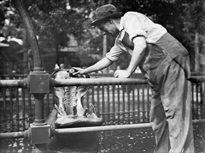 Central Park - feeding hippo, between c1910 and c1915. Creator: Bain News Service.