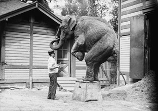 Hattie the elephant and Bill Snyder, between c1910 and c1915. Creator: Bain News Service.